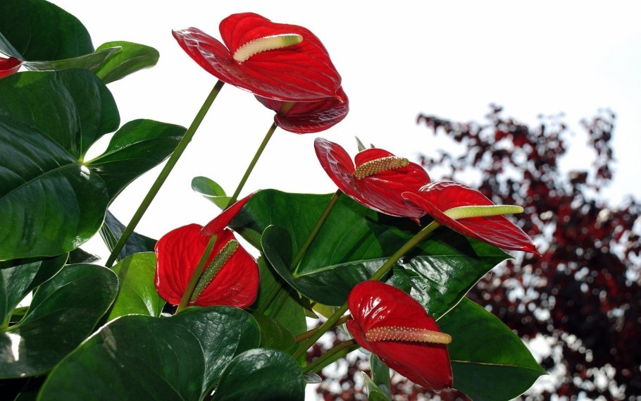 Антуриум пентафиллум