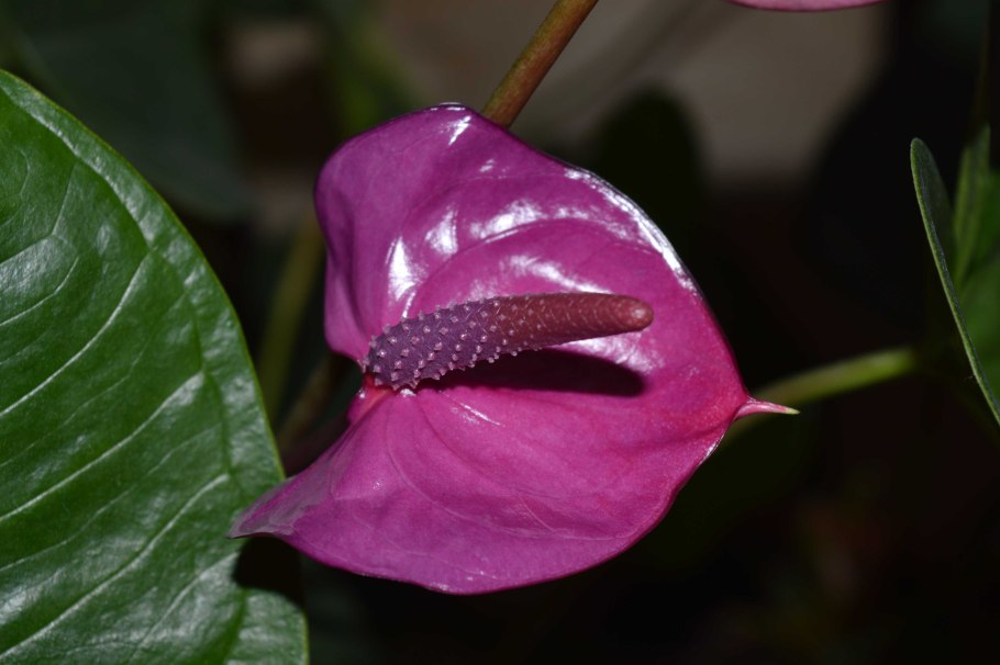 Антуриум Шелл коралл