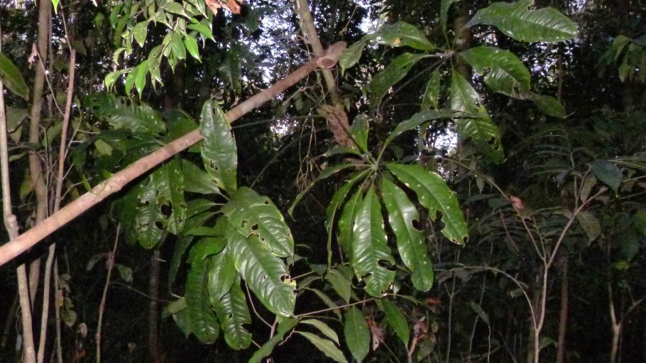 Антуриум пятилопастный