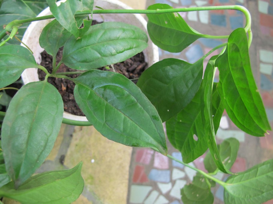 Антуриум пентафиллум фото