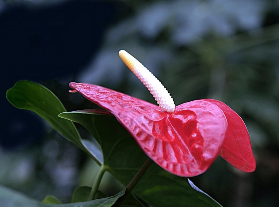 Anth a previa срезка