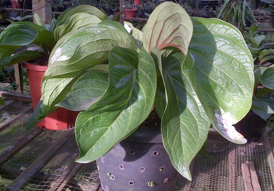 Антуриум nitidulum