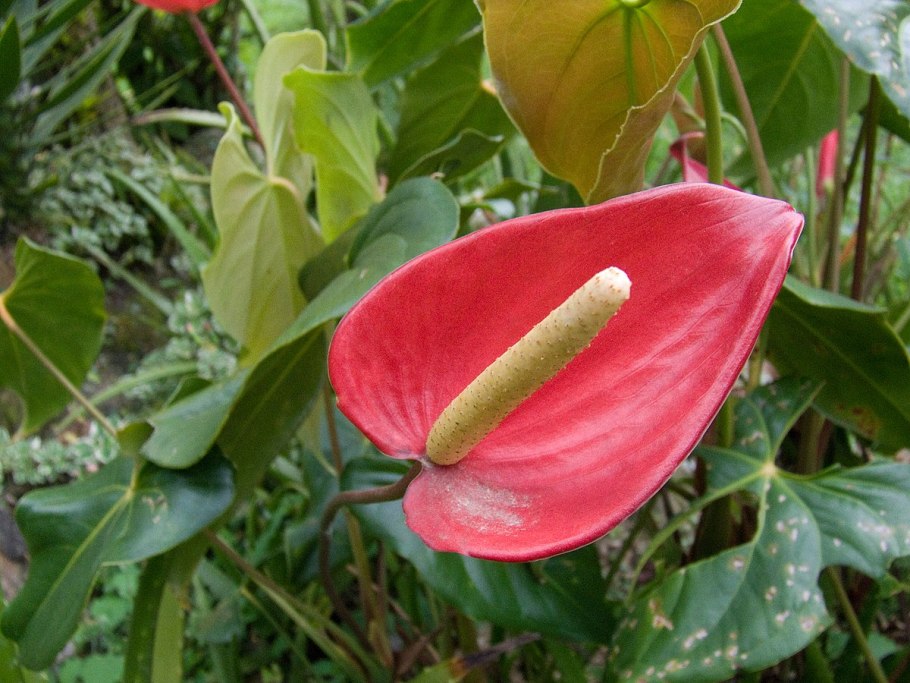 Антуриум Свит Квин