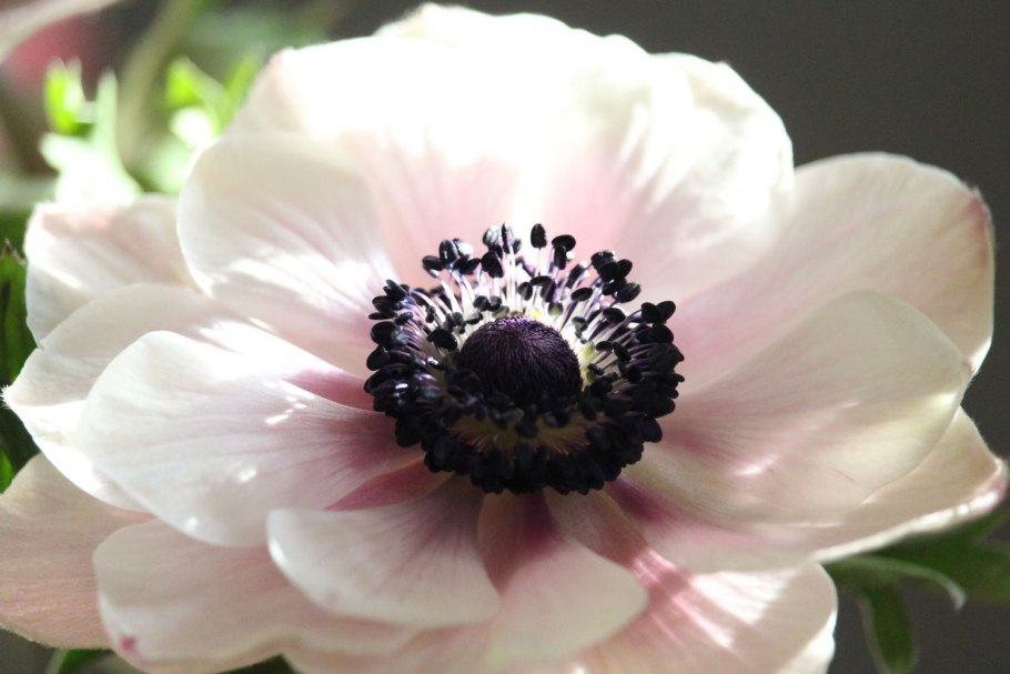 Анемона Левейля