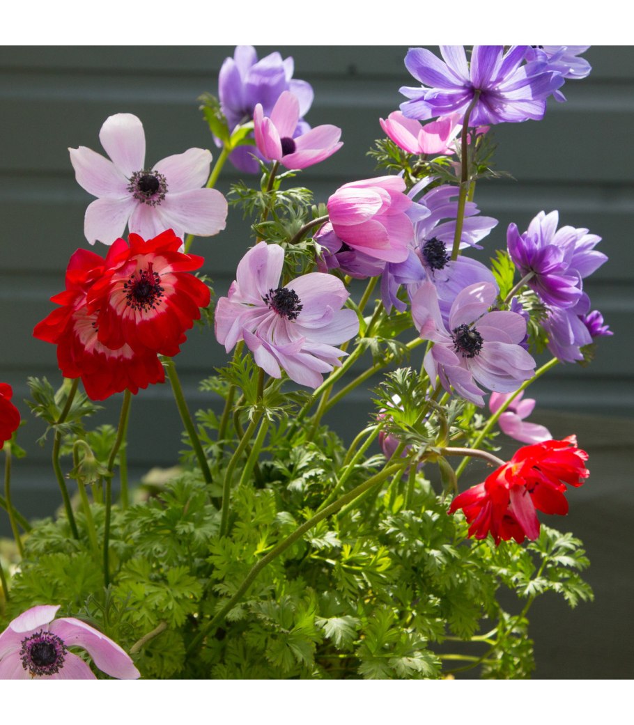 Анемона Макс Дегтярев