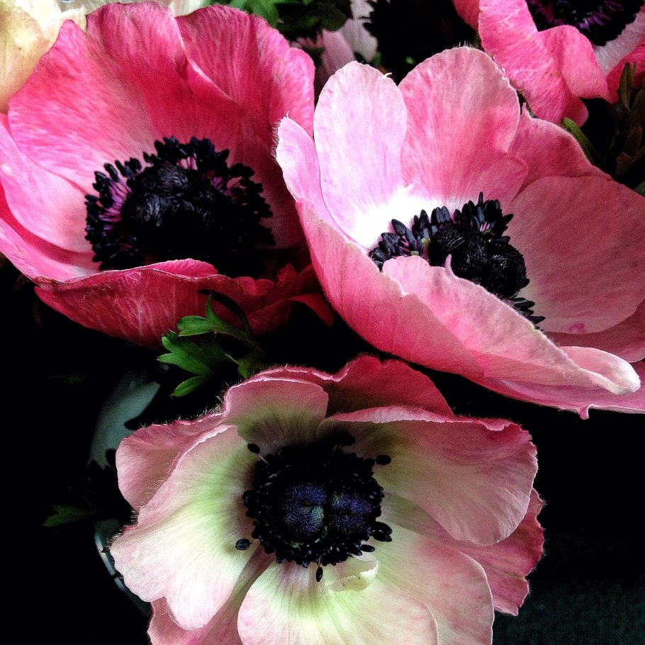 Голубые анемоны