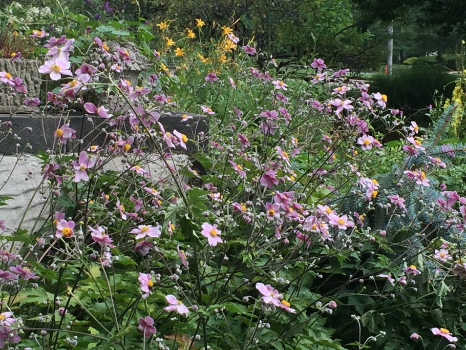 Анемона японская September Charm (септембер Шарм)