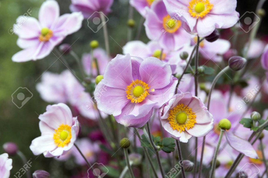 Анемона японская September Charm Anemone japonica
