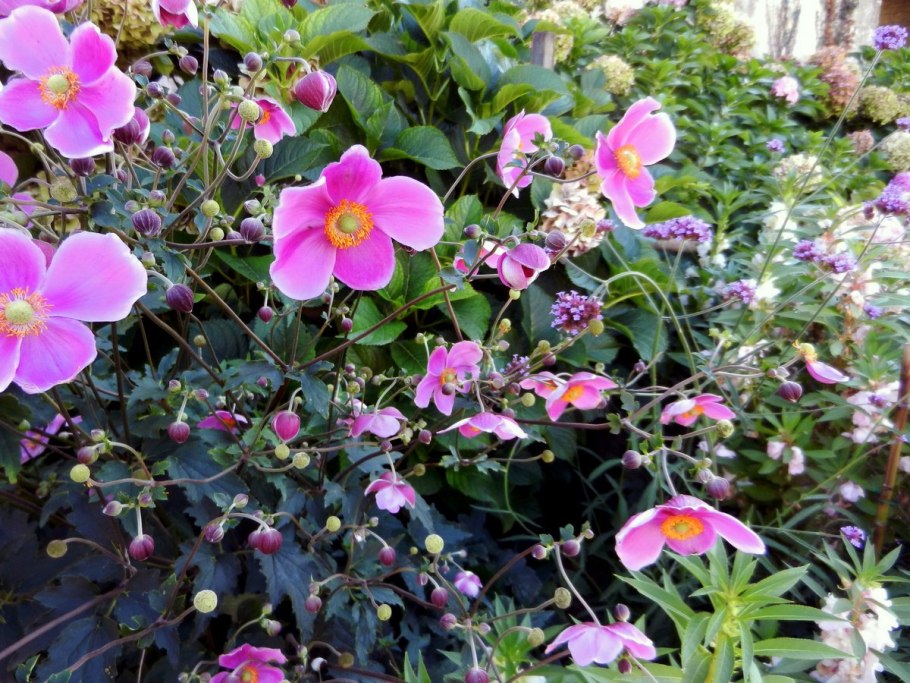 Анемона японская (Anemone japonica)