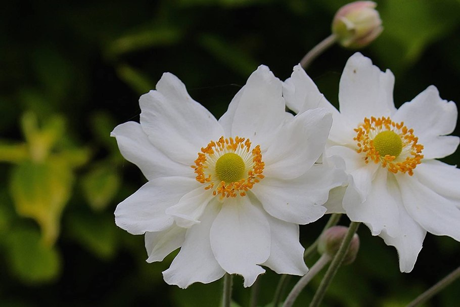 Анемона Honorine Jobert