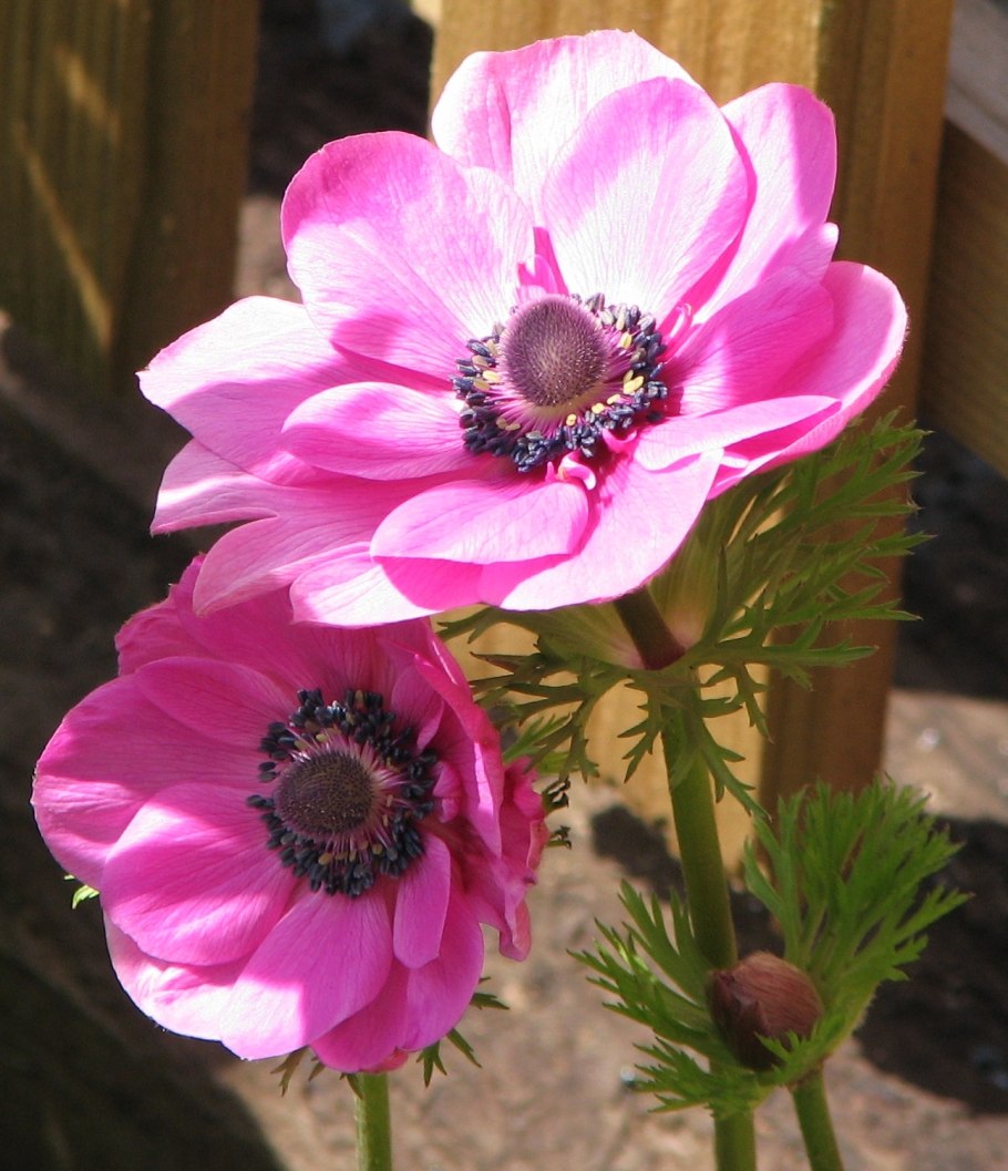 Анемона ветреница белая