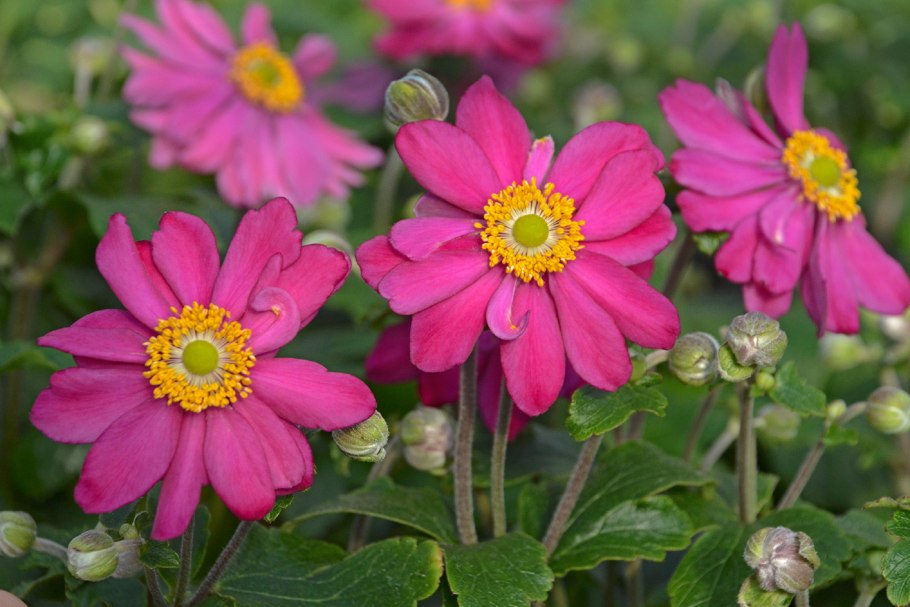 Анемон зефир