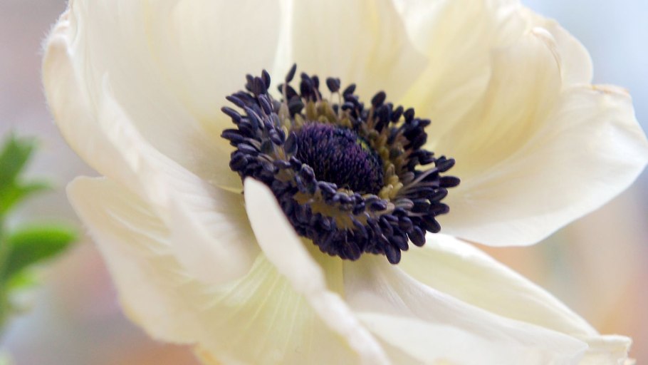 Анемона Whirlwind