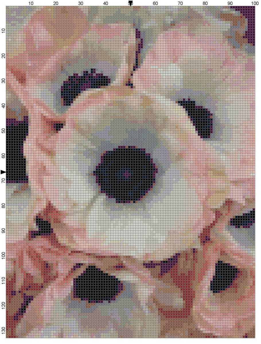 Анемона Mr. Fokker