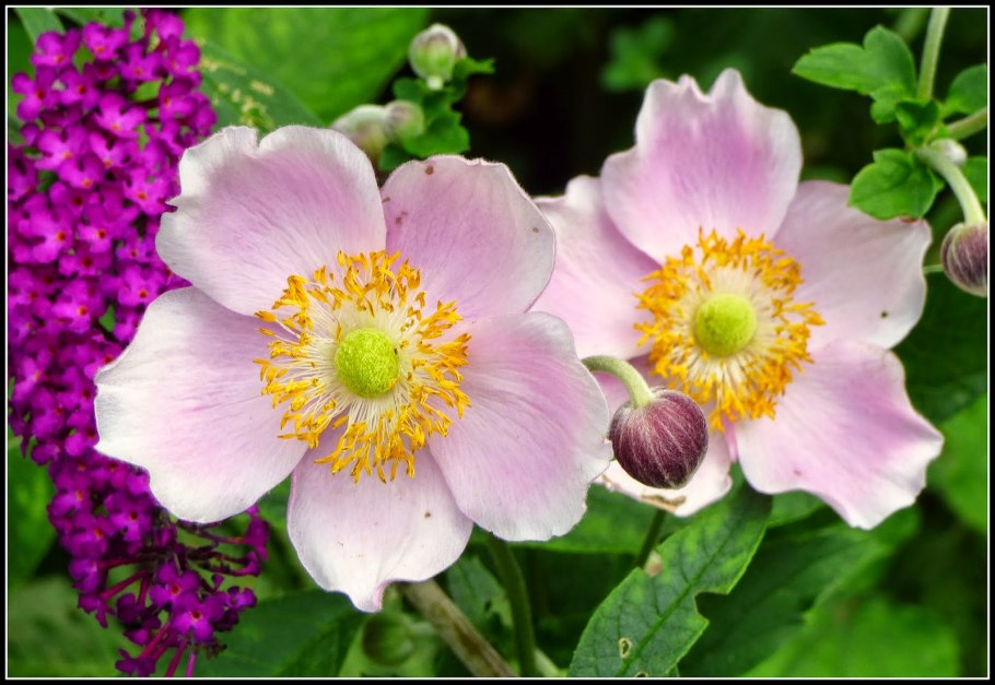 Ветреница хубэйская 'September Charm'