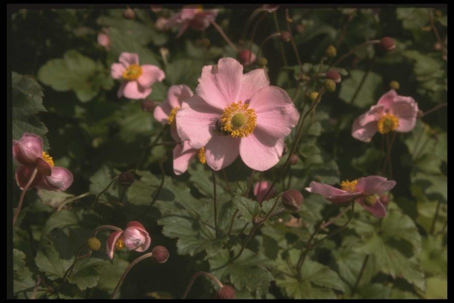 Анемона хубейская praecox