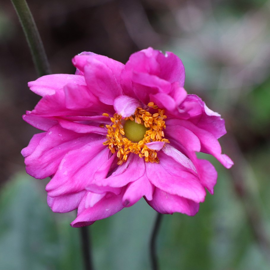 Анемона корончатая де Кан смесь окрасок