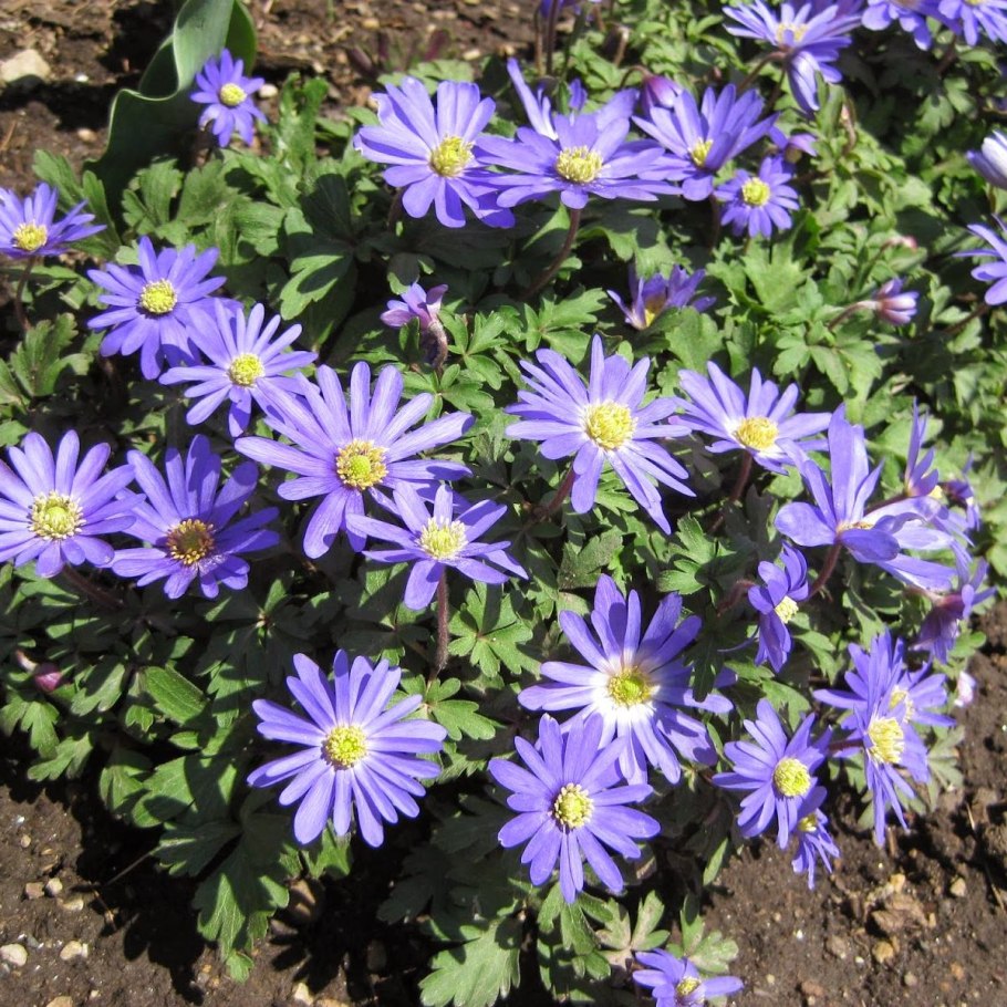 Nn-df383bzpe (инверторная)