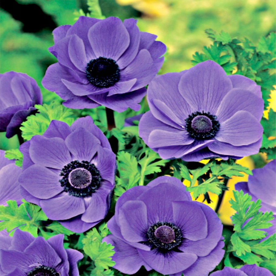 Анемона японская 'Honorine Jobert'