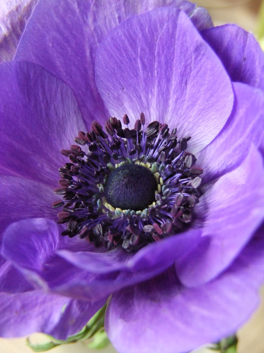 Ветреница БЛАНДА