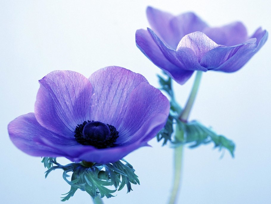 Анемоны бархатные