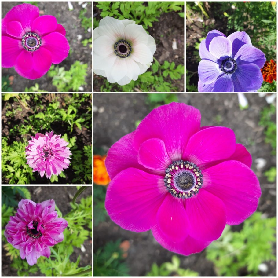 Анемона гибридная Литтл саммер Бриз