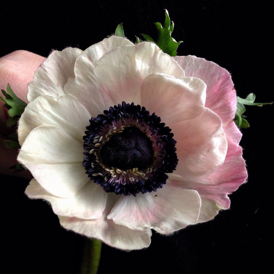 Ветреница корончатая