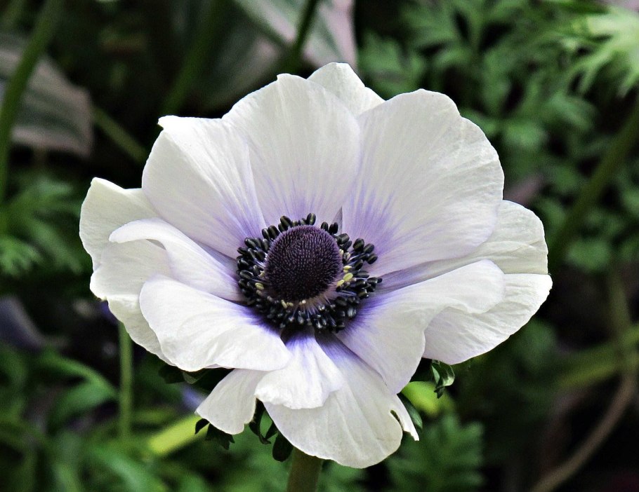 Цветы анемоны японские