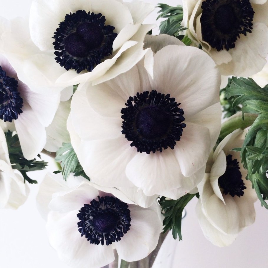 Анемона (Anemone) Montrose