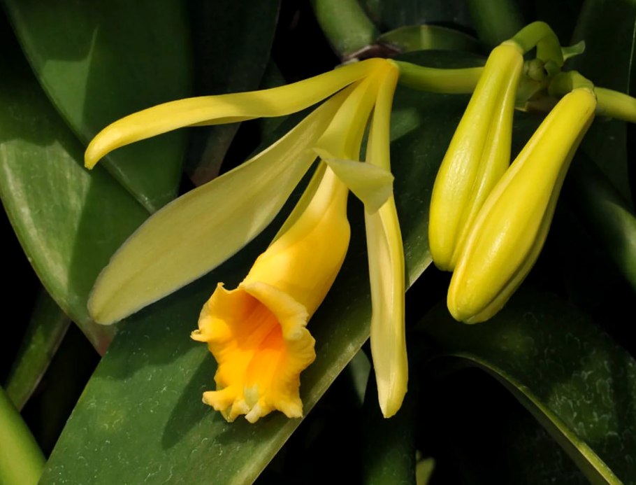 Орхидея Ванилла