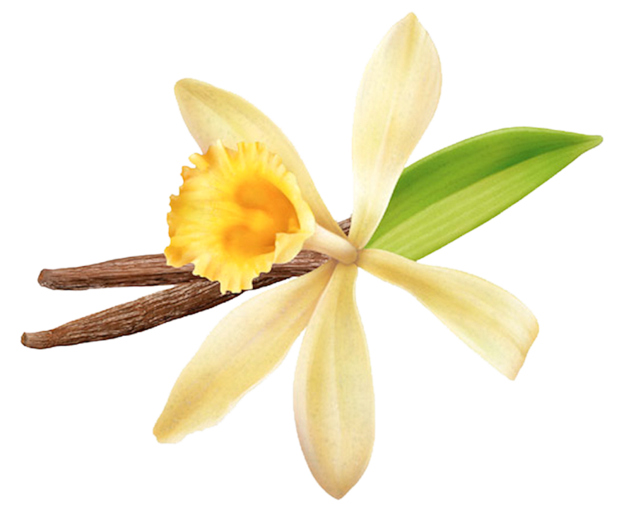 Орхидея ваниль (ванильная Орхидея)