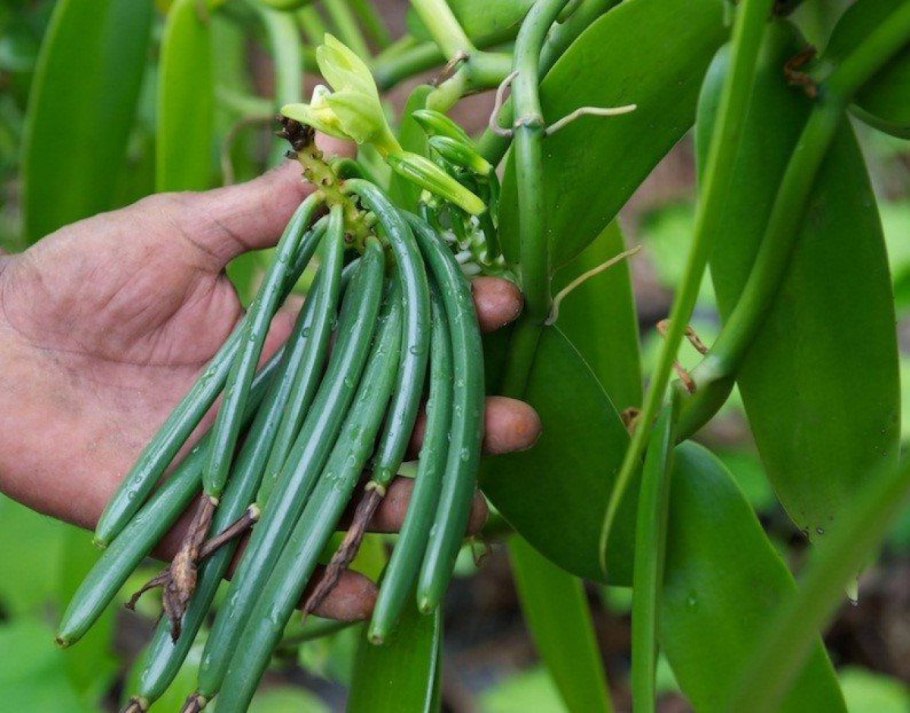 Ваниль Лиана