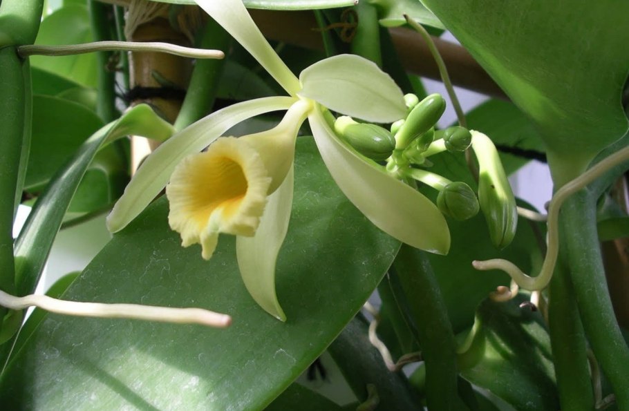 Орхидея Ванилла