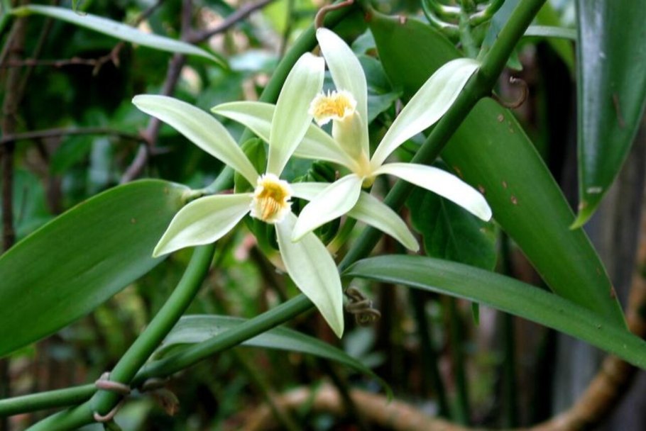 Орхидея Ванилла планифолия