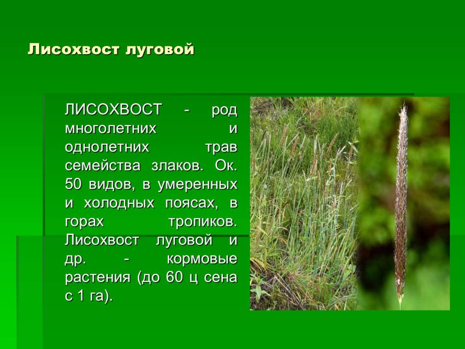 Лисохвост Луговой семейство