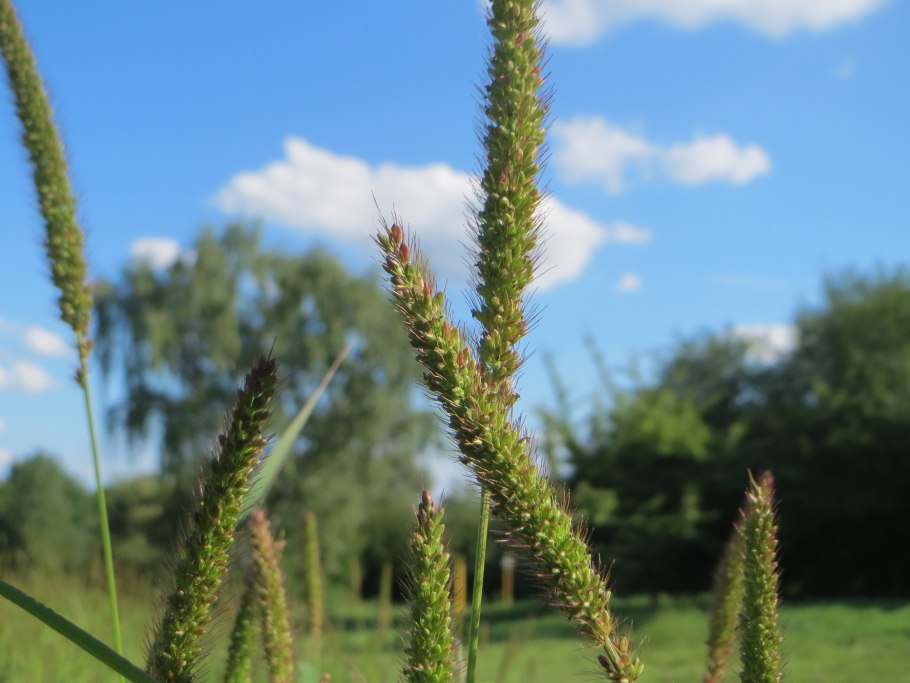 Лисохвост Ауреа