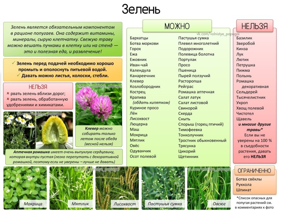 Какие растения можно давать волнистым попугаям