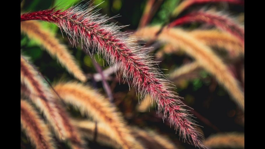 Лисохвост равный гербарий