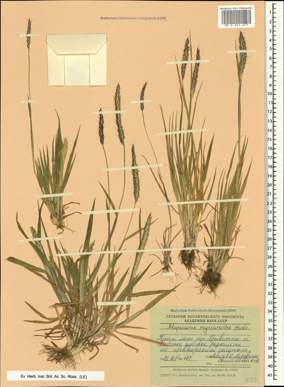 Однолетние двудольные и злаковые сорняки