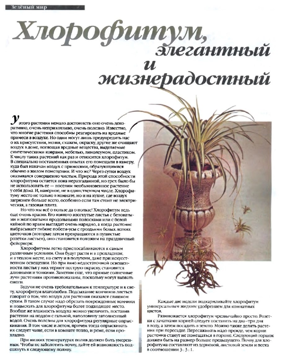 Лисохвост Луговой (Alopecurus pratensis l.)