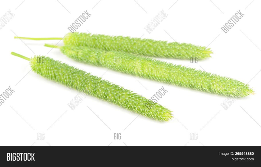 Лисохвост Луговой