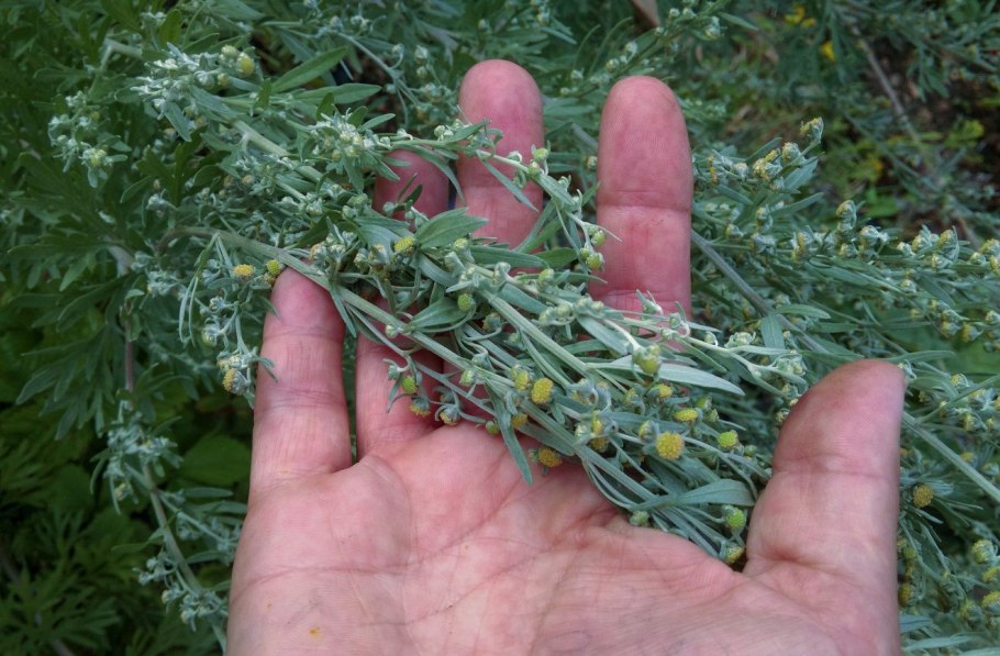 Голубая Полынь от блох