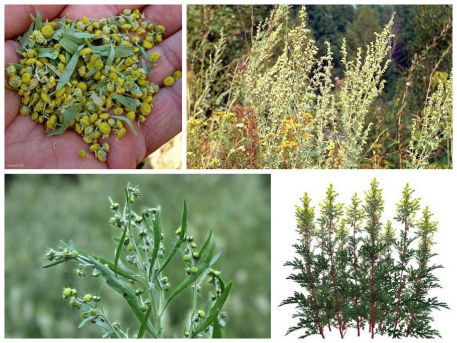 Артемизия Pfefferkorn