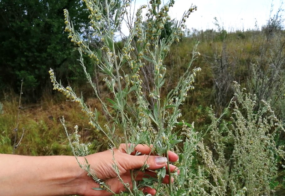 Полынь Камчатская