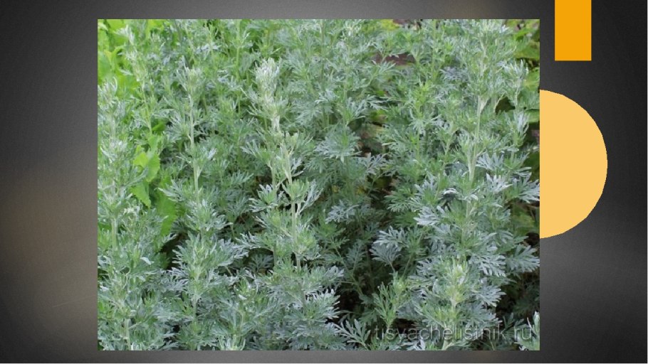 Полынь горькая емшан
