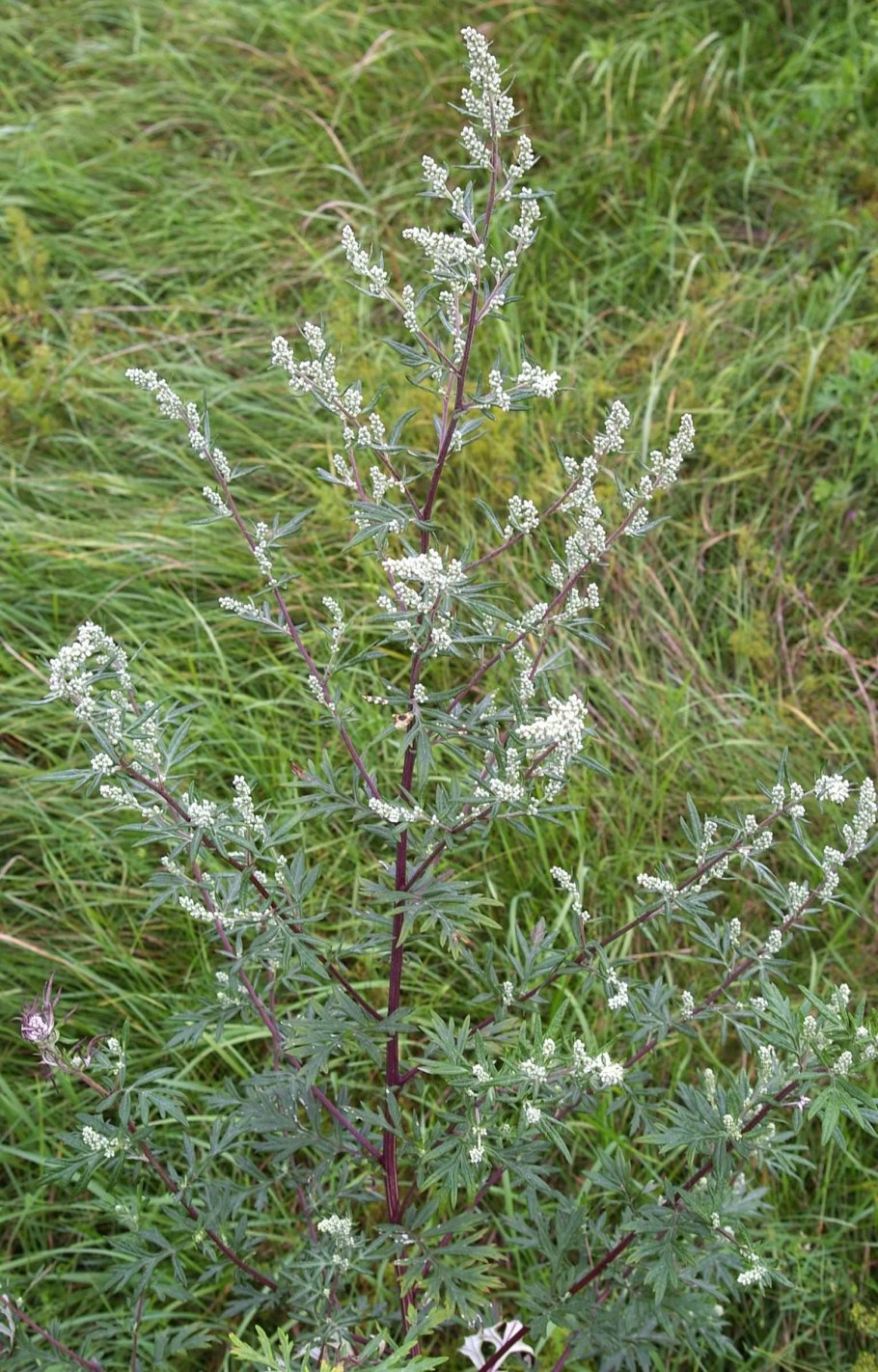 Полынь обыкновенная чернобыльник