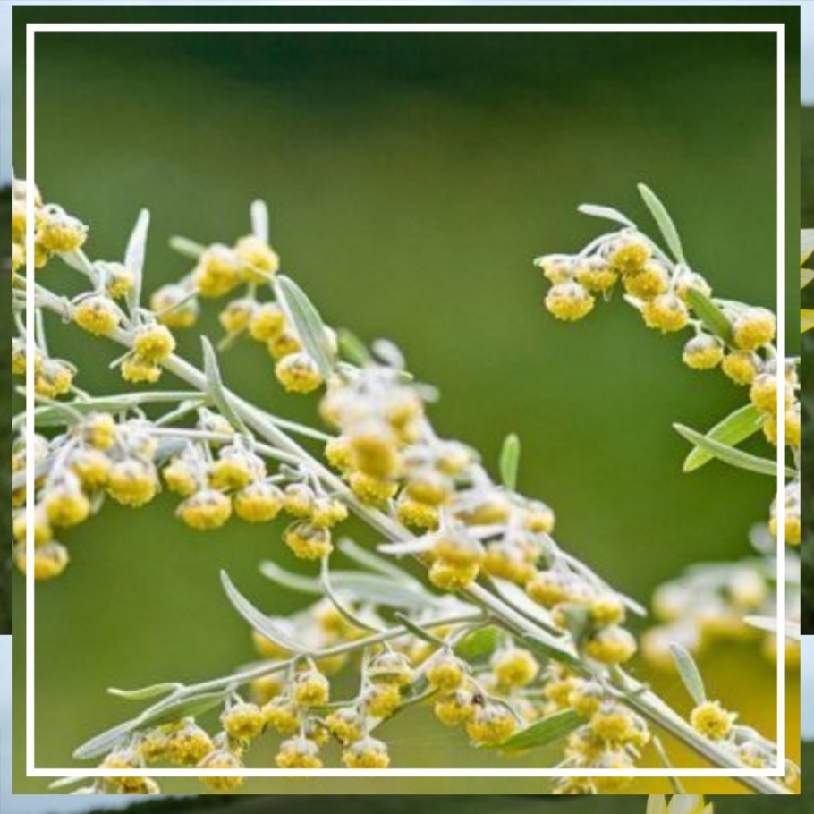 Полынь + Полынь