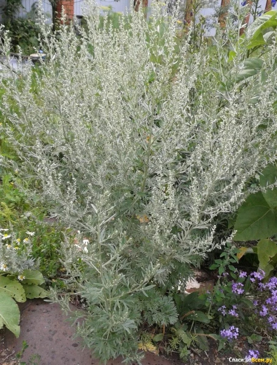 Artemisia californica Полынь