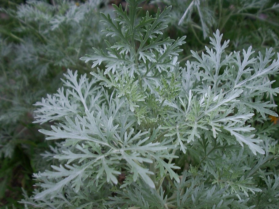 Полынь обыкновенная (Artemisia vulgaris)