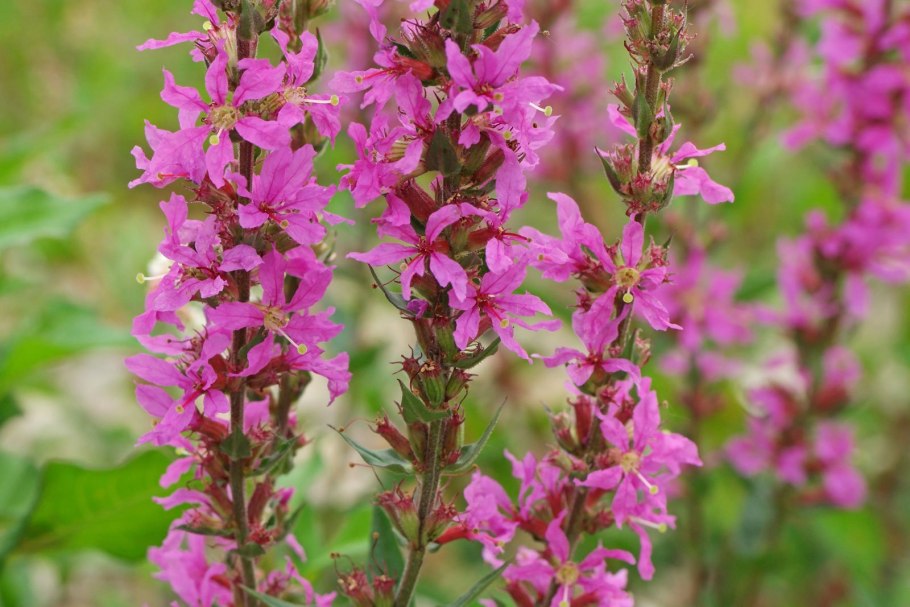 Дербенник иволистный Робин